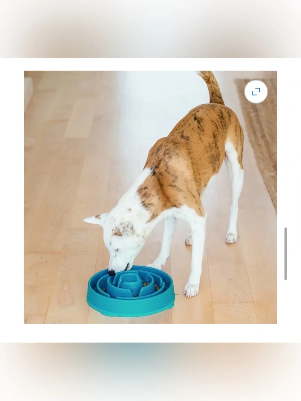 Outward Hound Teal Slow-Feed Dog Bowl - large pet feeder